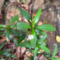 Justicia hookeriana (Nees) T.Anderson